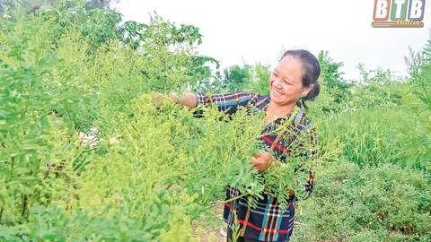 Plan To implement the project "Supporting women to start a business period 2017-2025 "in the province of Thai Binh